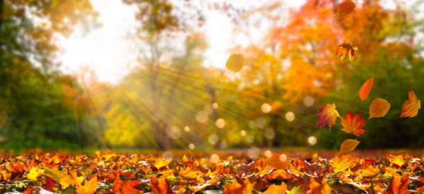 Herfst